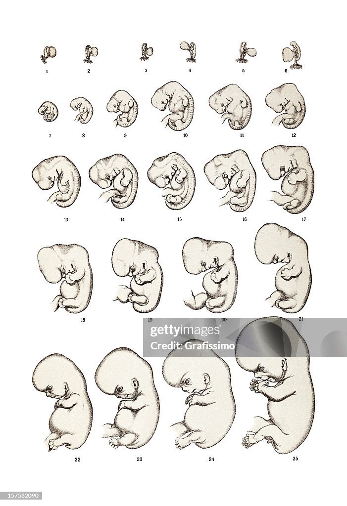 Generalised Embryo Human Embryo Drawing