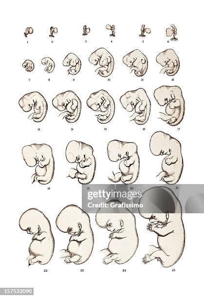 growth of human embryo from cell to birth - fetus stock illustrations