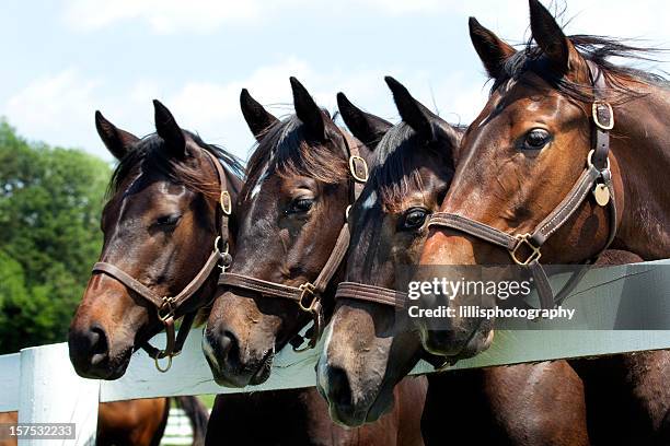 thoroughbred racehorses - engelse volbloed (paard) stockfoto's en -beelden
