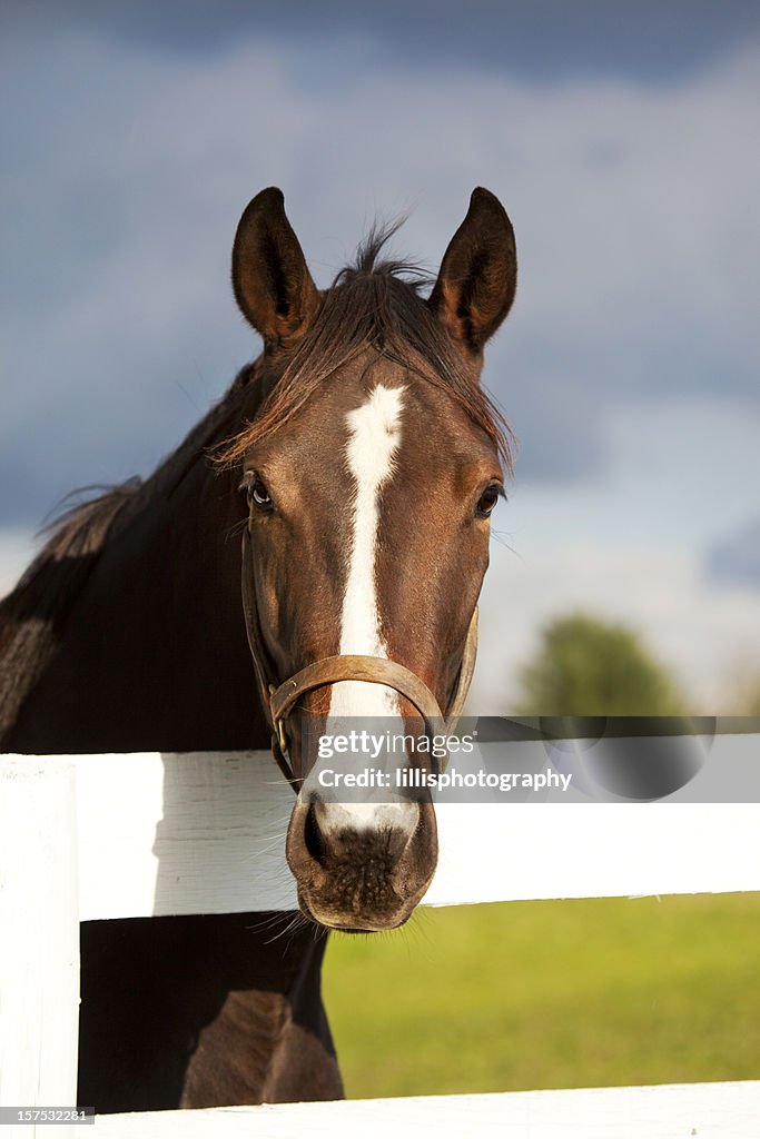 Thoroughbred Racehorse