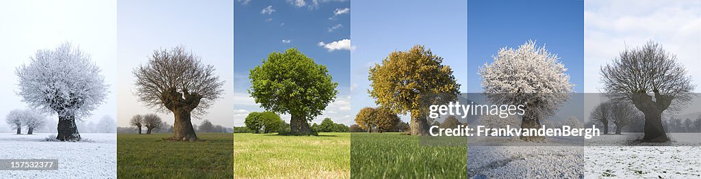 Ein Baum in verschiedenen Jahreszeiten