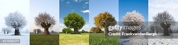 one tree in different seasons - kale boom stockfoto's en -beelden