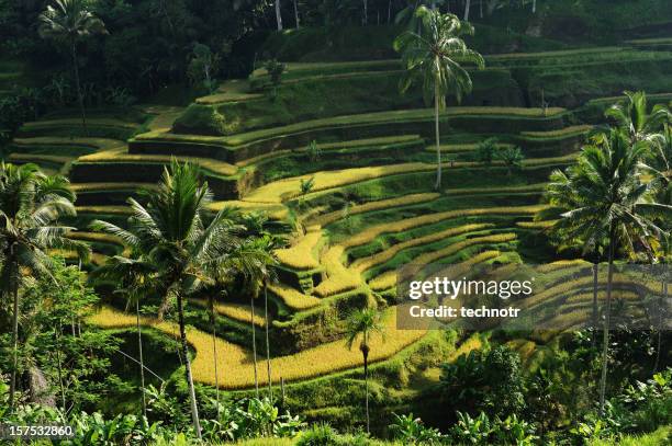 rice terraces at bali - tegallalang stock pictures, royalty-free photos & images