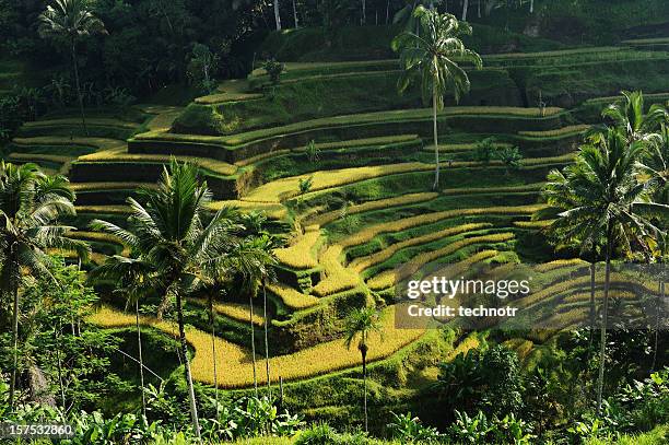arroz terraços em bali - terraceamento de arroz - fotografias e filmes do acervo
