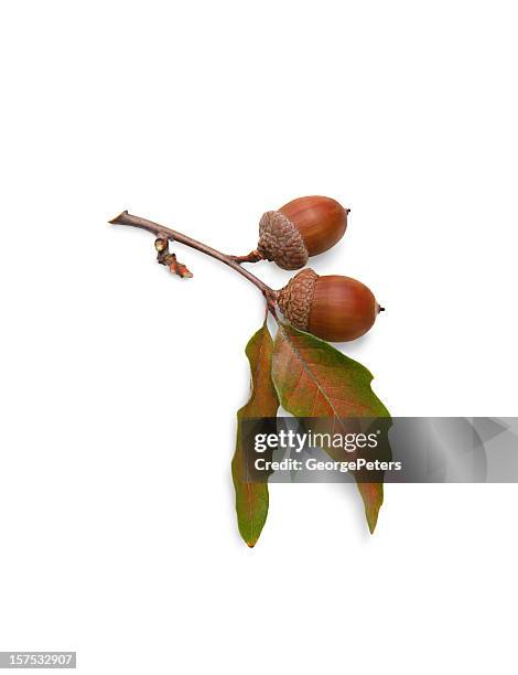 acorns and oak leaves on white background with clipping path - acorns stock pictures, royalty-free photos & images