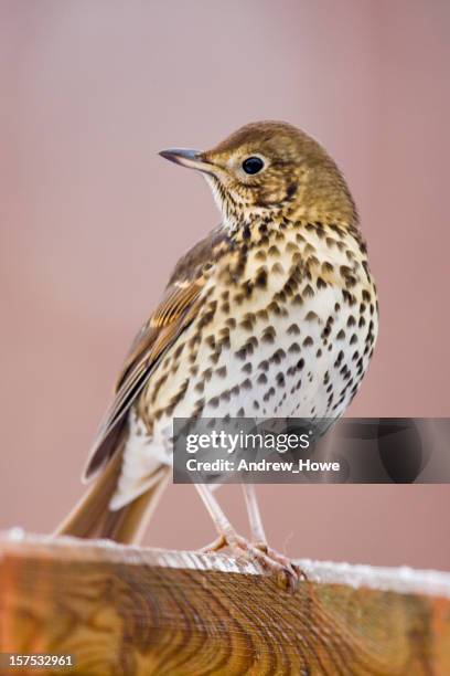 song thrush (turdus philomelos) - lijster stockfoto's en -beelden