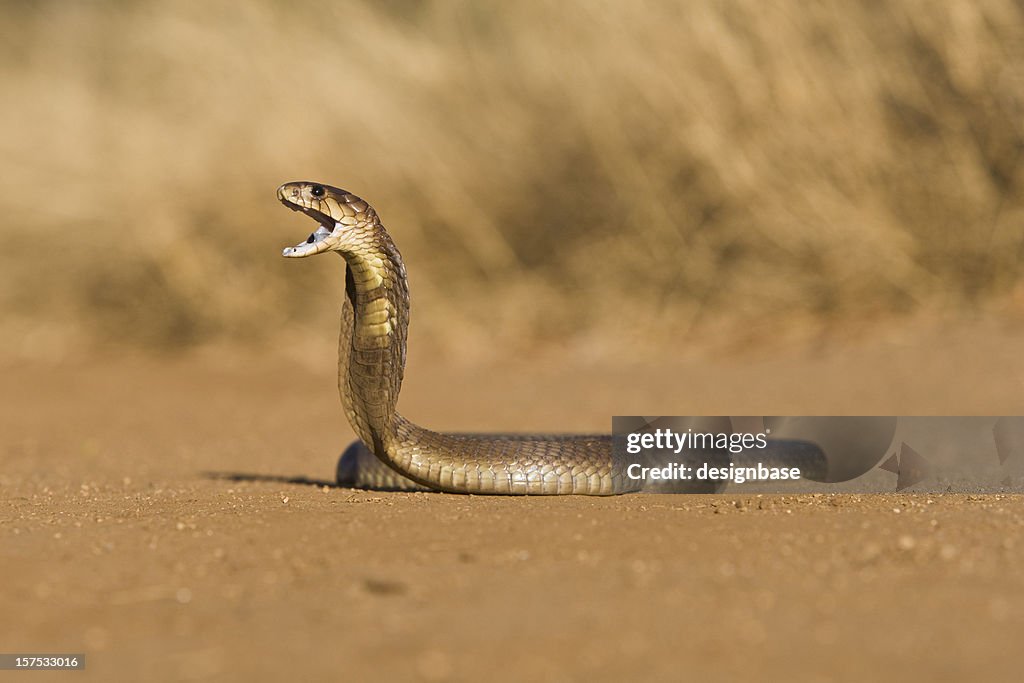 Cobra threat display