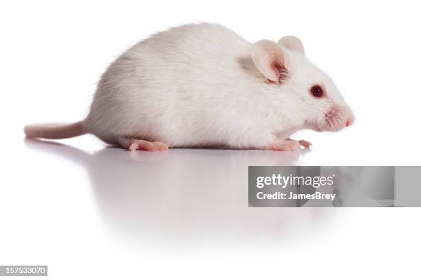 happy fluffy white mouse - tame stock pictures, royalty-free photos & images