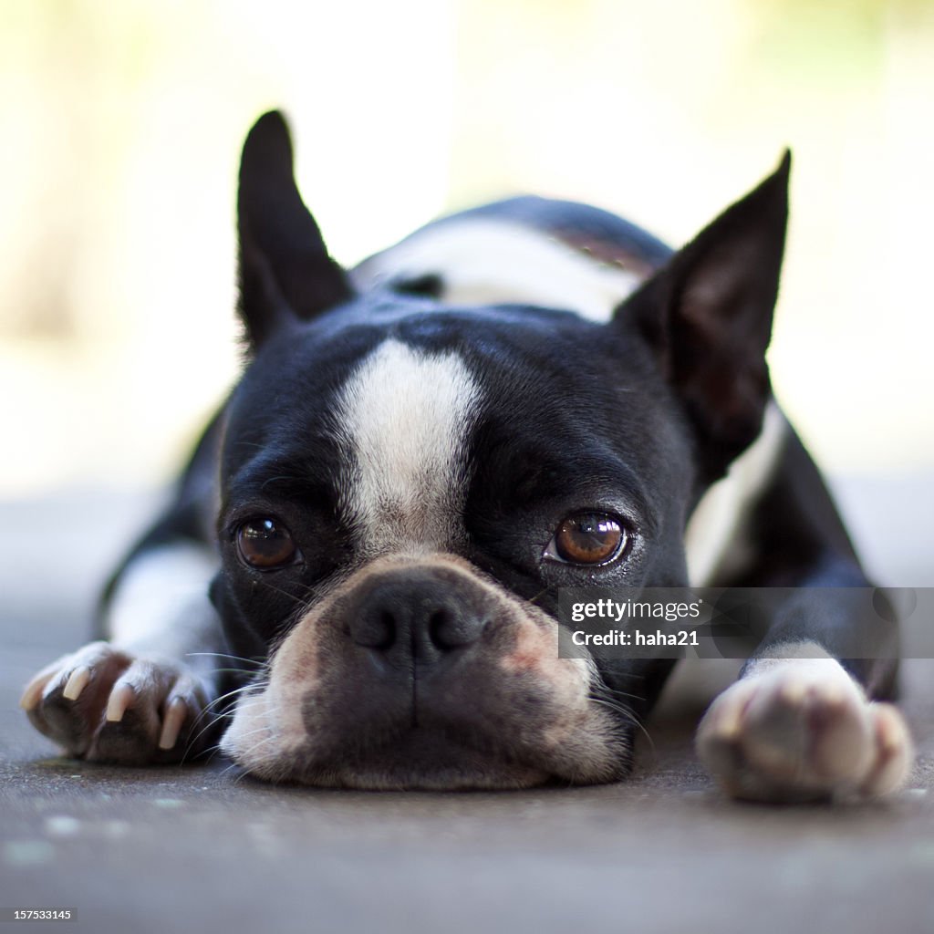 Sad Boston Terrier Dog