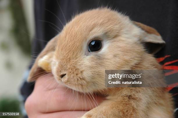 Protruding Eyes Rabbit 1,220 Rabbit Eye Stock Photos, High-Res Pictures, and Images - Getty Images