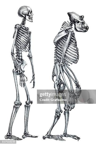 ilustraciones, imágenes clip art, dibujos animados e iconos de stock de la comparación entre los seres humanos y gorila esqueleto - esqueleto de animal