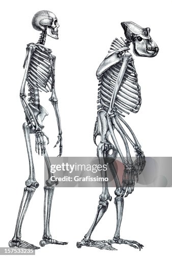 Comparison between human and gorilla skeleton Comparison between human and gorilla skeleton