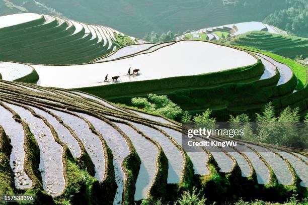 rice terraces - longsheng stock pictures, royalty-free photos & images