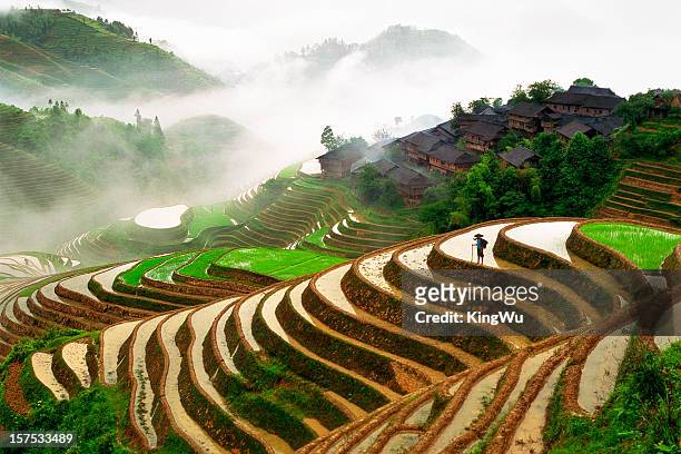 rice terraces - rice paddy stock pictures, royalty-free photos & images