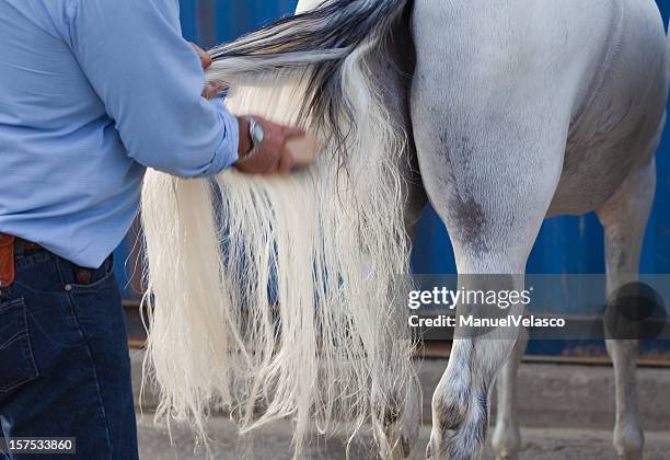 grooming the horse - horse tail stock pictures, royalty-free photos & images