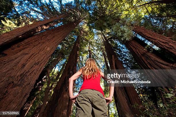 redwood excursionismo - secoya fotografías e imágenes de stock