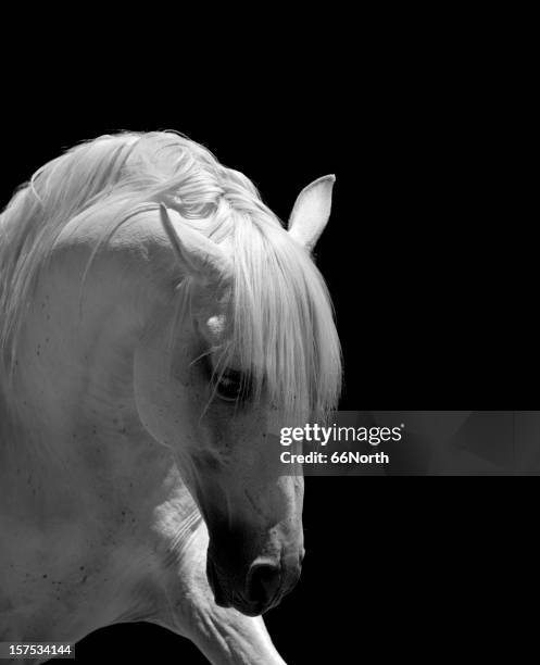 white stallion horse andalusian bw - stallion stock pictures, royalty-free photos & images
