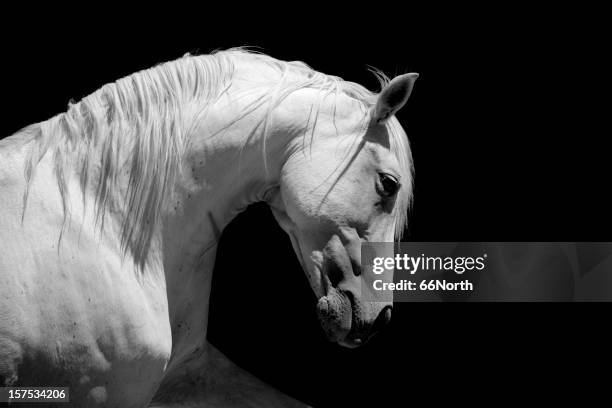 white stallion horse andalusian bw - stallion stock pictures, royalty-free photos & images