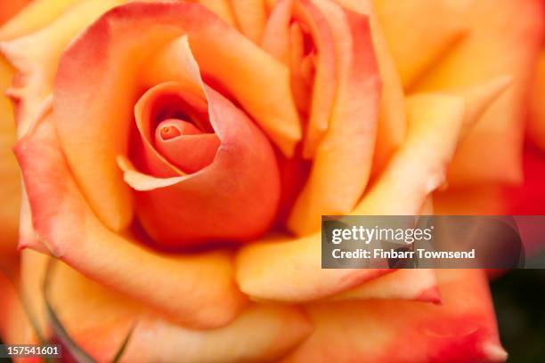 Pink Roses Cork 30 Finbarr Of Cork Stock Photos, High-Res Pictures, and Images - Getty ...