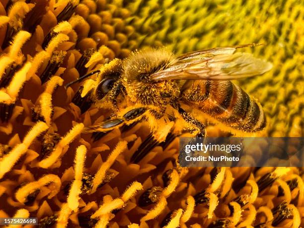 Honeybee collecting pollen from a sunflower in Markham, Ontario, Canada, on July 30, 2023.