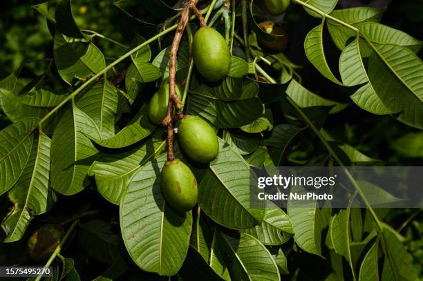 Spondias mombin, also known as yellow mombin or hog plum is a species of tree and flowering plant in the family Anacardiaceae. It is native to the...