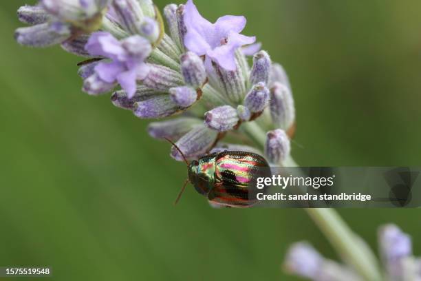 a rosemary beetle, chrysolina americana, on lavender flowers. - rosemary beetle foto e immagini stock