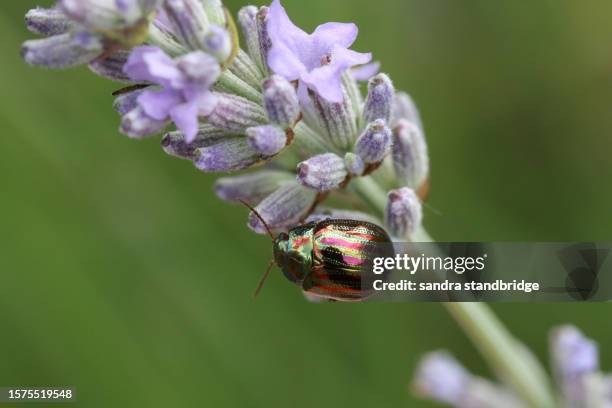 a rosemary beetle, chrysolina americana, on lavender flowers. - chrysolina stock pictures, royalty-free photos & images
