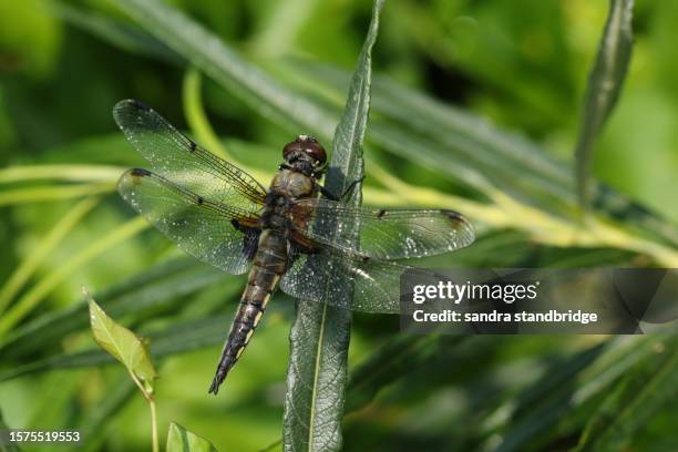 a four-spotted chaser dragonfly, libellula quadrimaculata, perched on a leaf. - spotted lake stock pictures, royalty-free photos & images