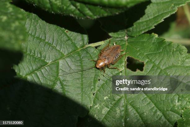 Dusky Cockroach 91 Wood Cockroach Stock Photos, High-Res Pictures, and Images - Getty ...