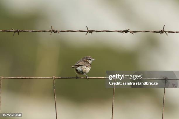 a cute baby stonechat, saxicola torquata, perched on a barbed wire fence. - stakes day stock pictures, royalty-free photos & images