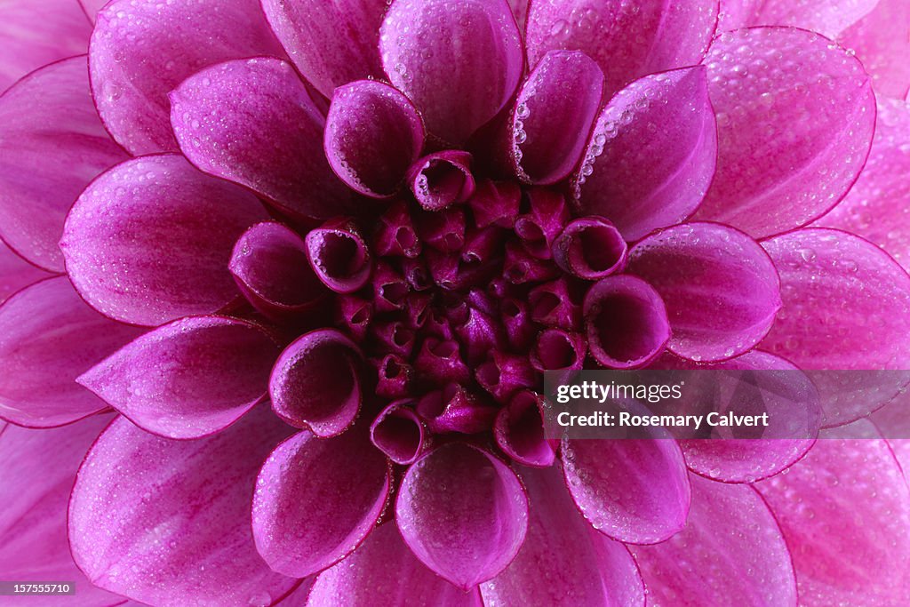 Water drops at the centre of a pink dahlia