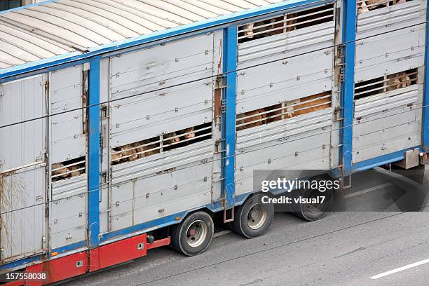 animal transportation - livestock stock pictures, royalty-free photos & images