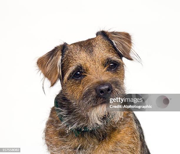 border terriers retrato - border terrier fotografías e imágenes de stock