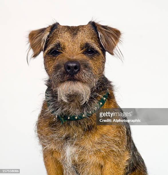 border terriers retrato - border terrier fotografías e imágenes de stock
