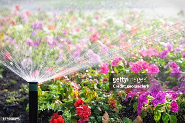 automatic sprinkler watering flowers - irrigation equipment stockfoto's en -beelden