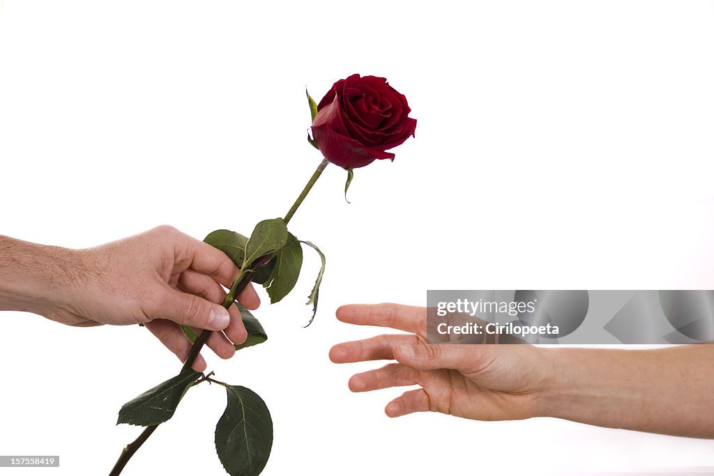 Giving My Roses Giving Rose High-Res Stock Photo - Getty Images