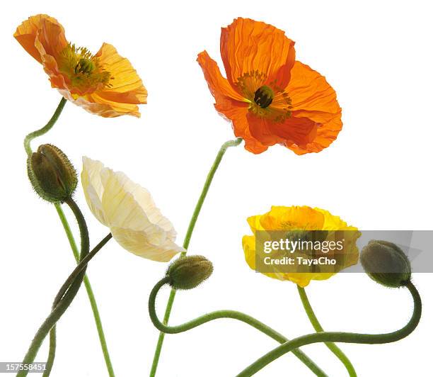 icelandic poppy arrangement. - poppies stock pictures, royalty-free photos & images