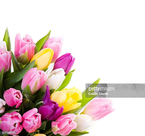 bouquet of pink and yellow tulips on a white background - bouquet stock pictures, royalty-free photos & images