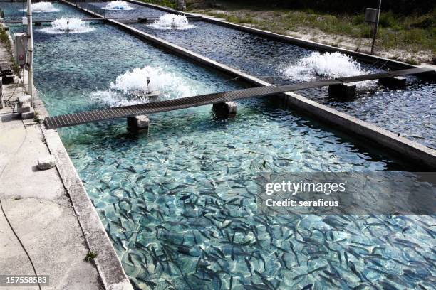 fish farm at bussi, in abruzzo - aquacultuur stockfoto's en -beelden