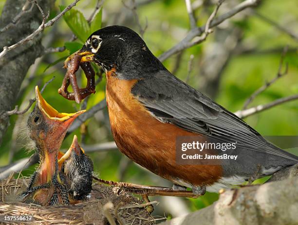 spring! mother robin feeds worm to nest of hungry babies - bird's nest stockfoto's en -beelden