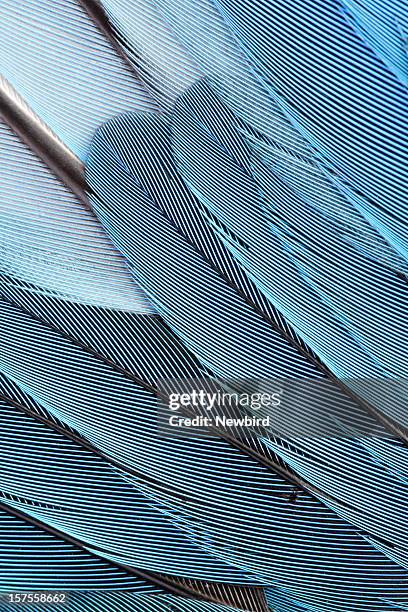 azul feathers - pluma de ave fotografías e imágenes de stock