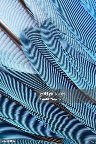 blue feathers - veren stockfoto's en -beelden
