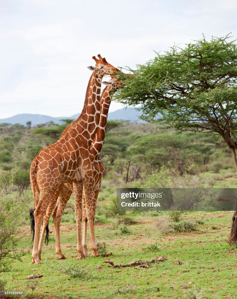 Giraffes eating from acacia trees in Samburu Kenya, East Africa.