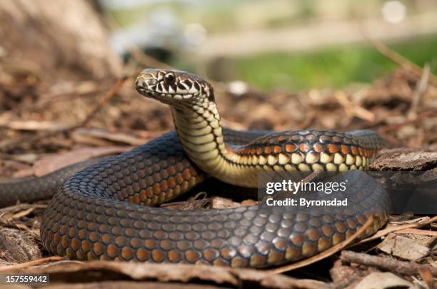 close-up of copperhead snake in the leaves - slang stockfoto's en -beelden