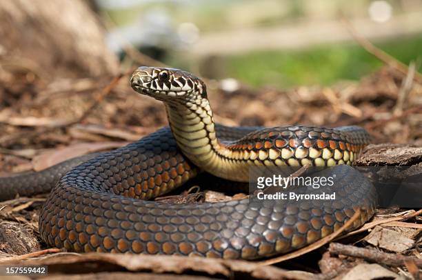 close-up of copperhead snake in the leaves - poisonous snake stock pictures, royalty-free photos & images