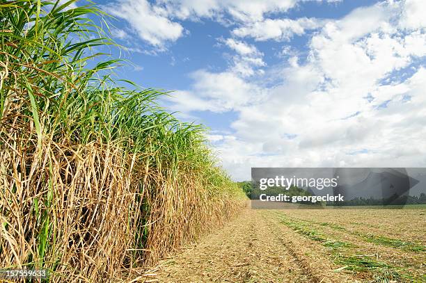 sugar cane at harvest - sugar cane field stock pictures, royalty-free photos & images