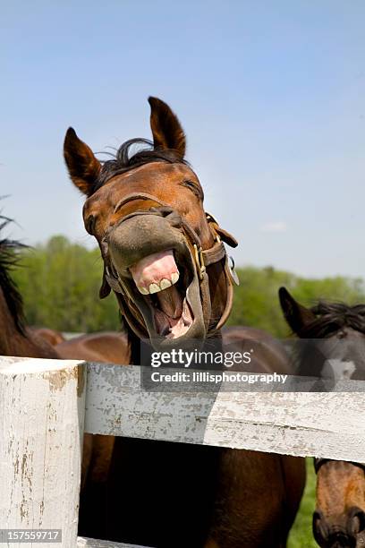 laughing thoroughbred racehorse - horse humour stock pictures, royalty-free photos & images