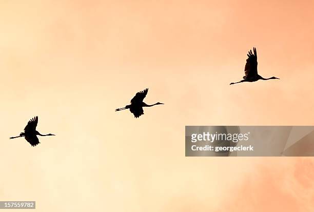 brolgas silhouetted in flight - grus rubicunda stock pictures, royalty-free photos & images