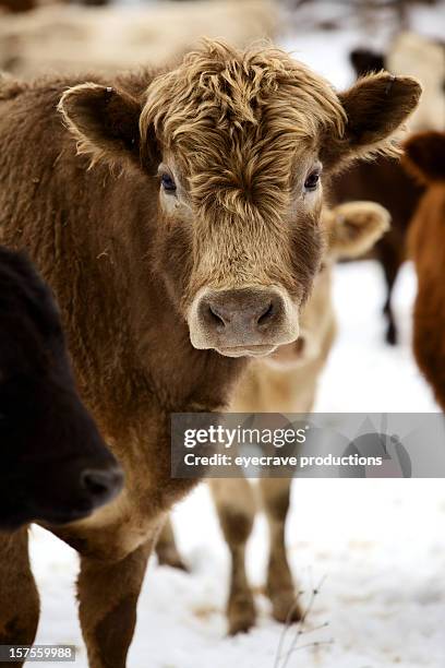 winter livestock cattle series - cow winter stock pictures, royalty-free photos & images