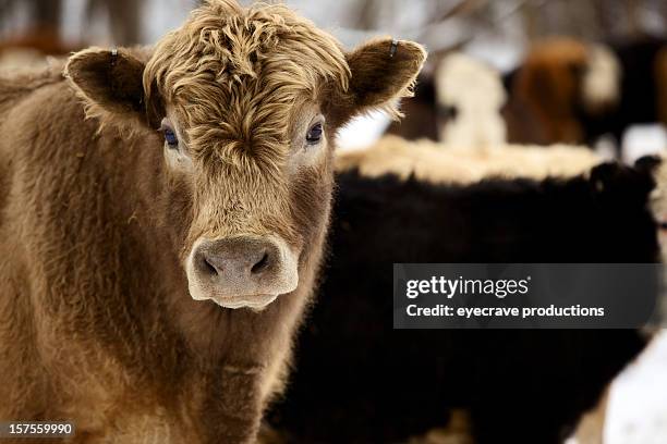 winter livestock cattle series - aberdeen angus bildbanksfoton och bilder